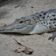 Illustration for article titled Smonday Crocodilian - Crocodylus novaguineae Edition